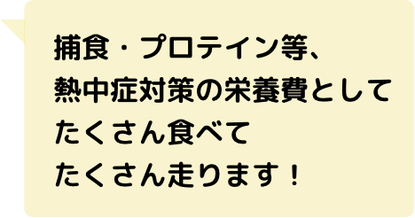 捕食・プロテイン等、熱中症対策の栄養費としてたくさん食べてたくさん走ります！