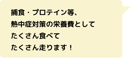 捕食・プロテイン等、熱中症対策の栄養費としてたくさん食べてたくさん走ります！